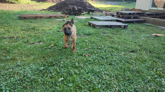 Belgický Malinois - 7