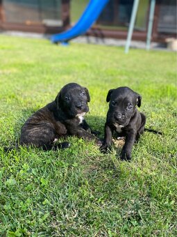 Šteniatka Cane Corso - 7