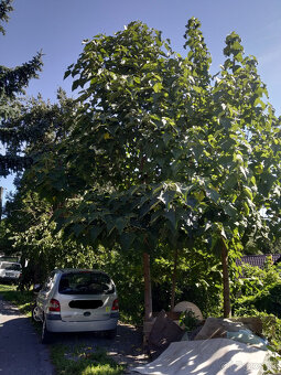Cisarsky strom Paulownia a Aloe vera - 7