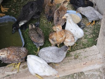 Predám nasadové vajíčka araucana - 7