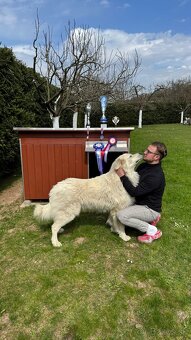 Slovenský Čuvač, štěňata s PP rezervace - 7