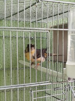 Predám kanárikov . - 7