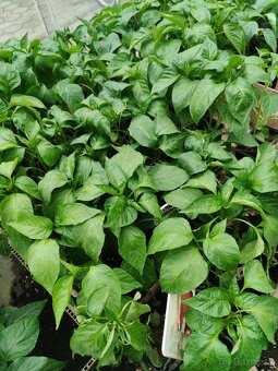 Planty na predaj - 7