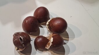 Marans medenokrké - 7