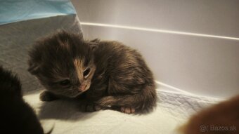 Mačička Maine coon k rezervácii , Mainska myvalia - 7