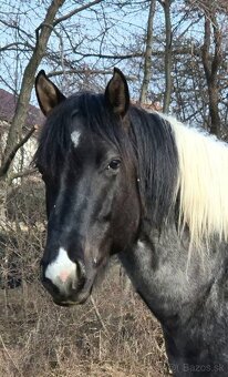 Zrebce Pripúšťanie - 7