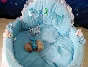 ❤️Pudlik extra mini toy ❤️ - 7