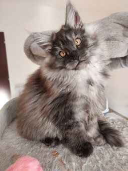 MAINE COON - Mainská mývalia s PP - 7