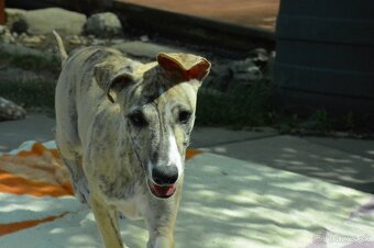 Whippet s PP FCI - 7