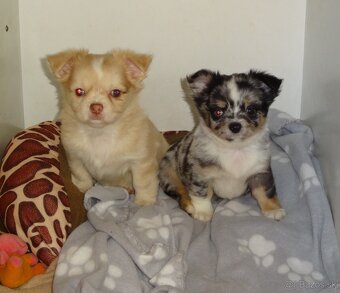 čivava dlhosrsta - 7