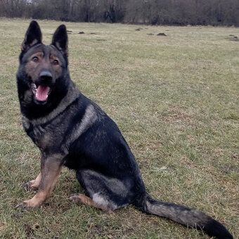 Nemecký ovčiak - šteniatka s PP - 7