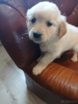 Predám šteniatka Zlatý retriver - 7