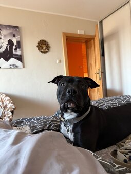 Stafordširsky terier - 7