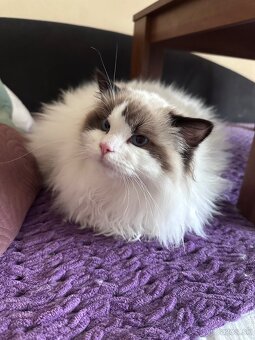 Ragdoll mačiatka s rodokmeňom, s PP FIFE - 7