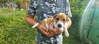 Jack russel terier šteniatka - 7