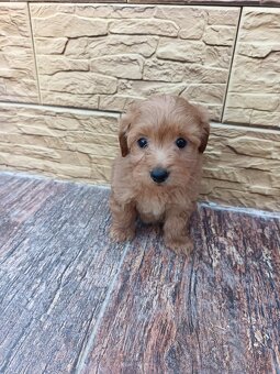 Maltipoo,maltipo - 7