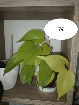 Izbové rastliny - 7