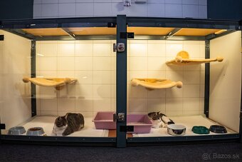 Meow Hotel - Luxusný hotel pre mačky v Piešťanoch - 7