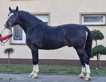 Kobyla sliezsky teplokrvník ( šlonzák ) - 7