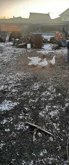 Kačice - Čínska Pekingská kačica - 7