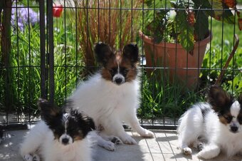 Papillon s preukazom o pôvode - 7