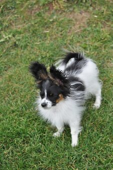 Papillon s preukazom o pôvode - 7