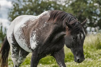 Letošní klisnička Appaloosa - 7