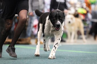 Stredoázijský ovčiak SAO s PP - 7