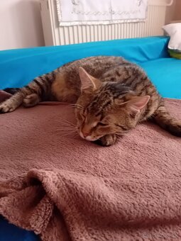 Darujem kocúrov - 7