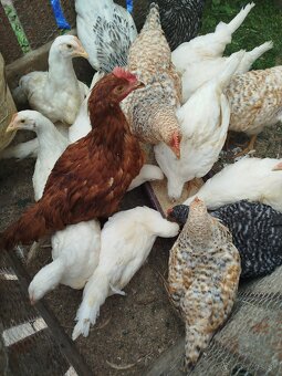 Leghorn - 7