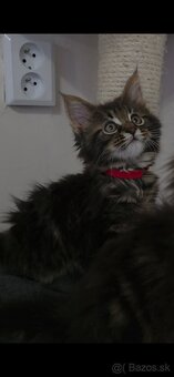 Maine Coon - 7