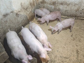 Predám odstavčatá - 7