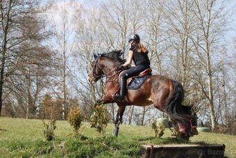 Hřebec Welsh Cob - 7