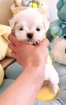 Mini Maltezak - 7