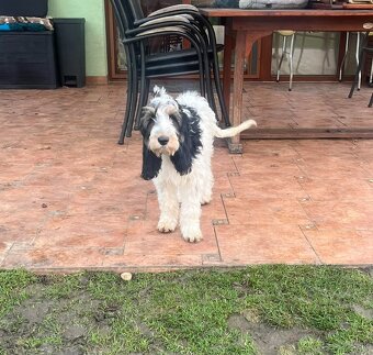 Velký hrubosrstý vendéeský baset - 7