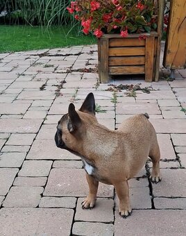 Francouzsky buldoček s PP - sučky - 7