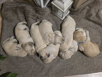 Zlatý retriever šteniatka - 7