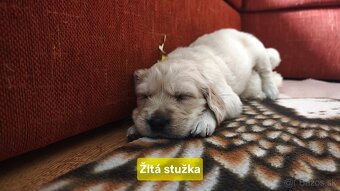 Zlatý retriever šteniatka - 7