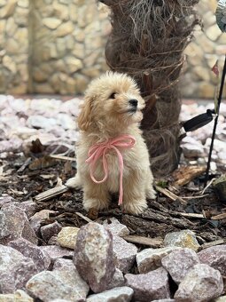 Maltipoo - 7