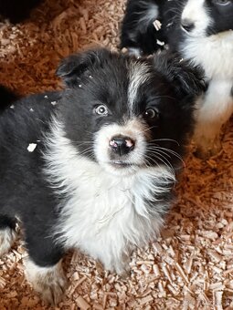 Šteniatka Border kólia - za symbolickú cenu - 7