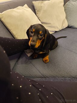 Predám 5 mesačné šteniatko - 7