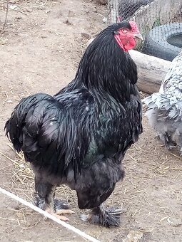 NV Brahmanky veľké - 7