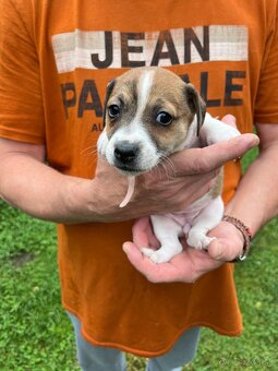 Tricolor Jack Russell šteniatka - 7
