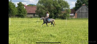 Perspektívna Welsh pony kobylka - 7