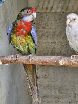 Predám alebo vymením rozeli pestré - 7