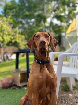 Maďarské "vizsla" šteniatká - 7