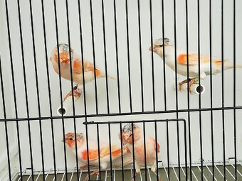 Kanariky a mexické hyle - 7