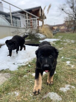 Nemecký ovčiak šteniatka - 7