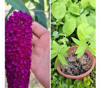 Rastliny Episcia, Budleja, ...odber Bratislava - 7