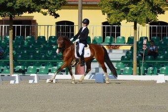 Welsh cob valach na predaj - 7